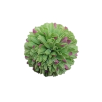 COCOMOMO | COCW0005359