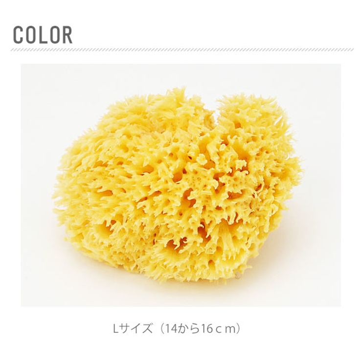 天然海綿ハニコム種 袋パッケージ | BACKYARD FAMILY | 詳細画像6 