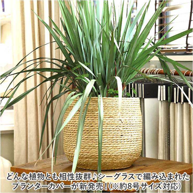 シーグラス プランターカバー | BACKYARD FAMILY | 詳細画像2 