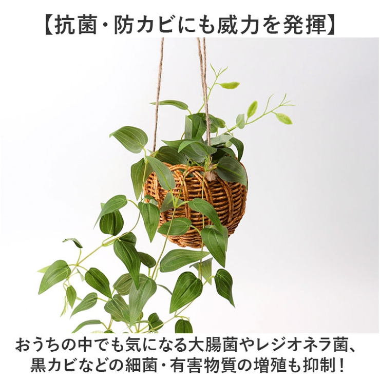 光触媒 ハンギングバスケット | BACKYARD FAMILY | 詳細画像7 
