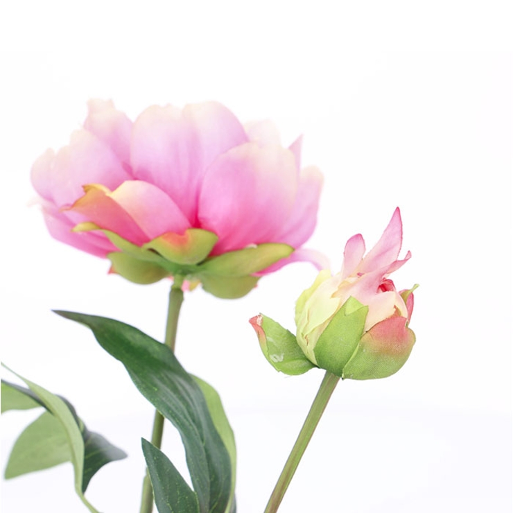 ピオニーブッシュ | BACKYARD FAMILY | 詳細画像8 