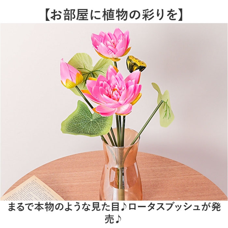 ロータスブッシュ | BACKYARD FAMILY | 詳細画像2