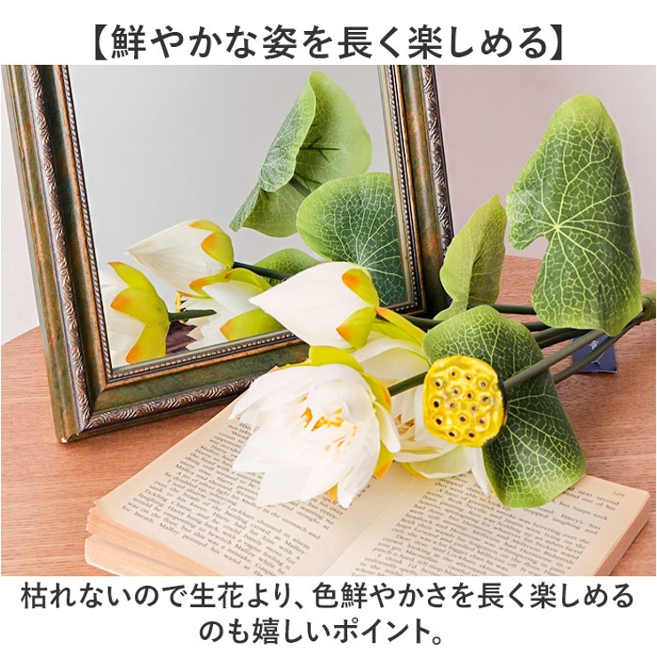 ロータスブッシュ | BACKYARD FAMILY | 詳細画像4