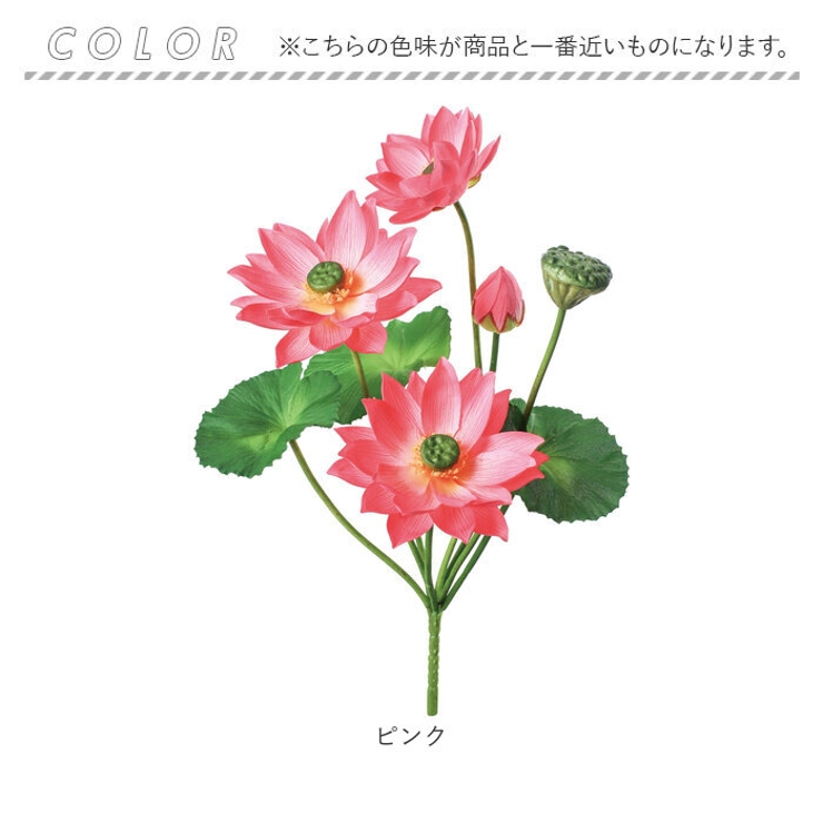 ロータスブッシュ | BACKYARD FAMILY | 詳細画像11 