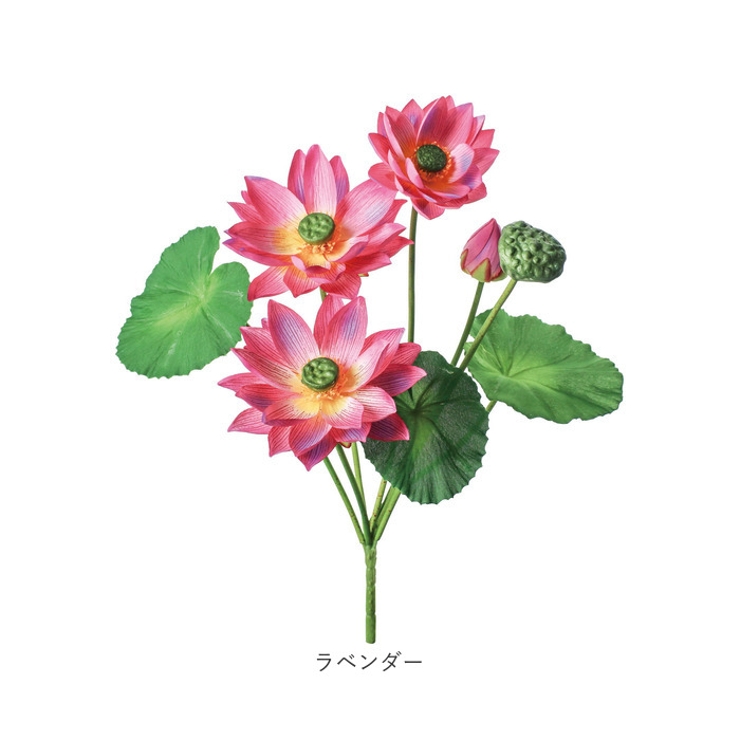 ロータスブッシュ | BACKYARD FAMILY | 詳細画像13 