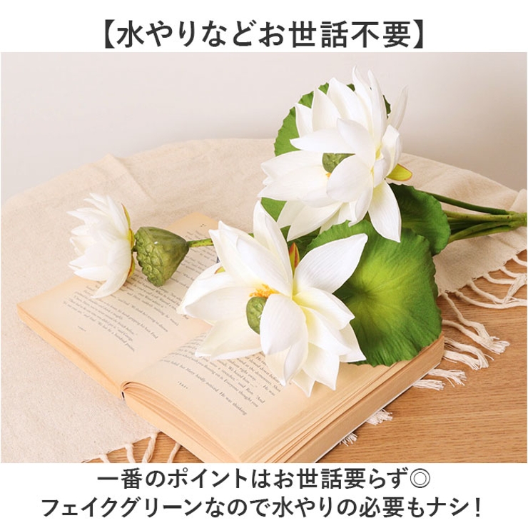 ロータスブッシュ | BACKYARD FAMILY | 詳細画像3 