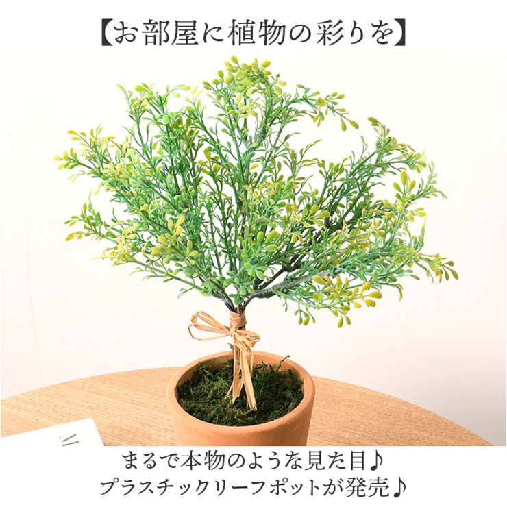 観葉植物