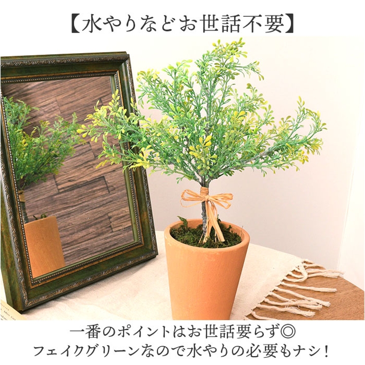 観葉植物