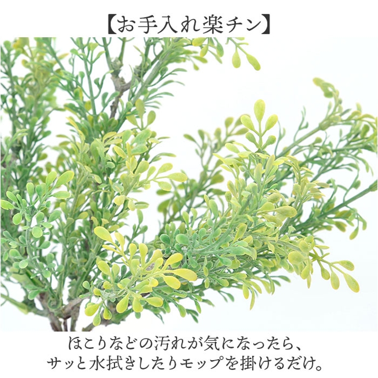 観葉植物