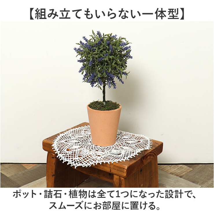 ラベンダートピアリー | BACKYARD FAMILY | 詳細画像7 