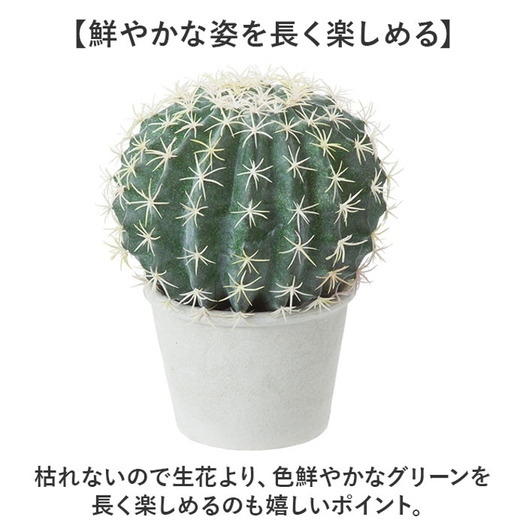 ボールサボテンポット | BACKYARD FAMILY | 詳細画像4 