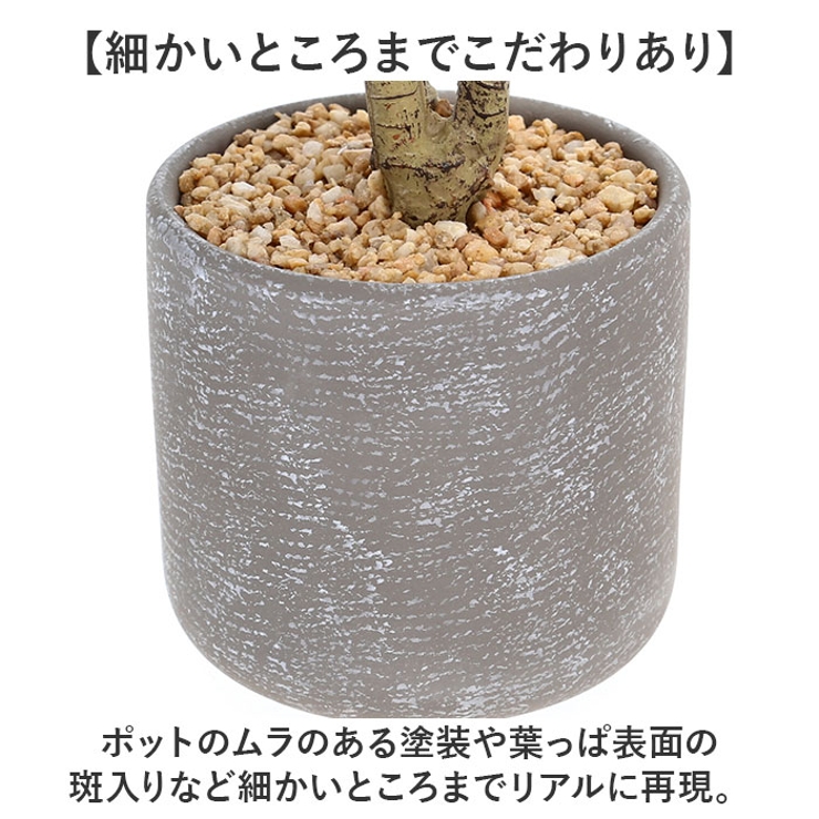 セメントポット | BACKYARD FAMILY | 詳細画像5