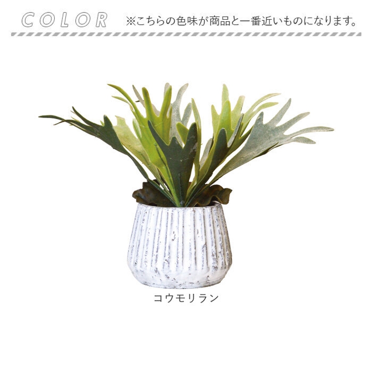 光触媒 ナビール ポットM | BACKYARD FAMILY | 詳細画像15 