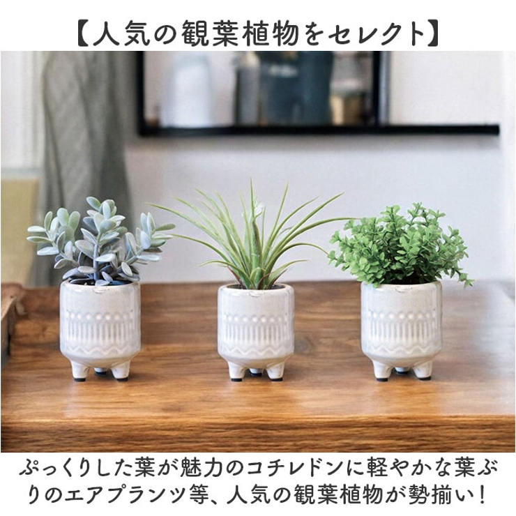 光触媒 ルピエ ポット | BACKYARD FAMILY | 詳細画像11 