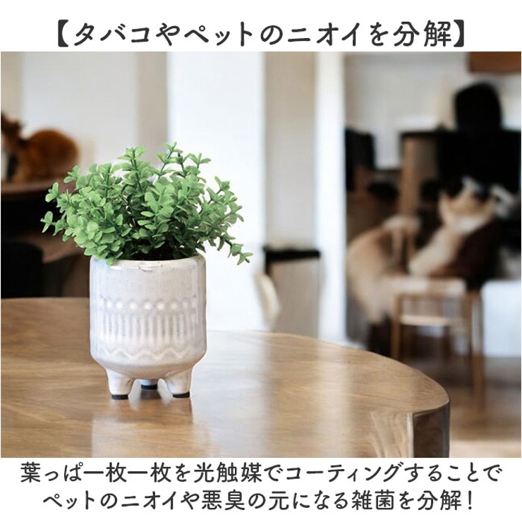 光触媒 ルピエ ポット | BACKYARD FAMILY | 詳細画像5 