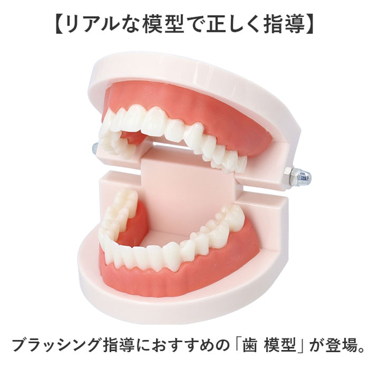 さ*さ様 歯　模型　遺品　歯型 さ*さ様 歯 模型 遺品 歯型 さ*さ様 歯 模型 遺品