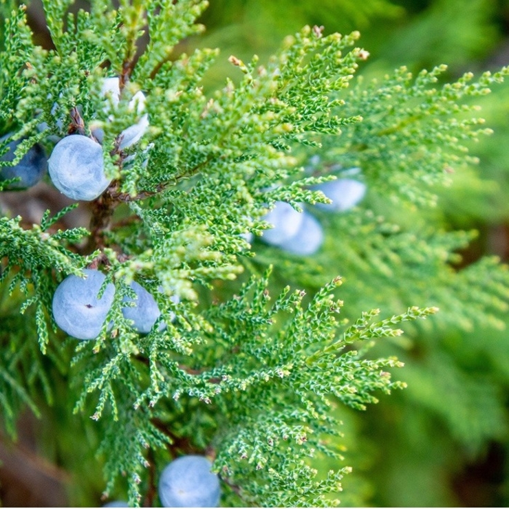 woodfoodニュートラルケアセット | BACKYARD FAMILY | 詳細画像3 