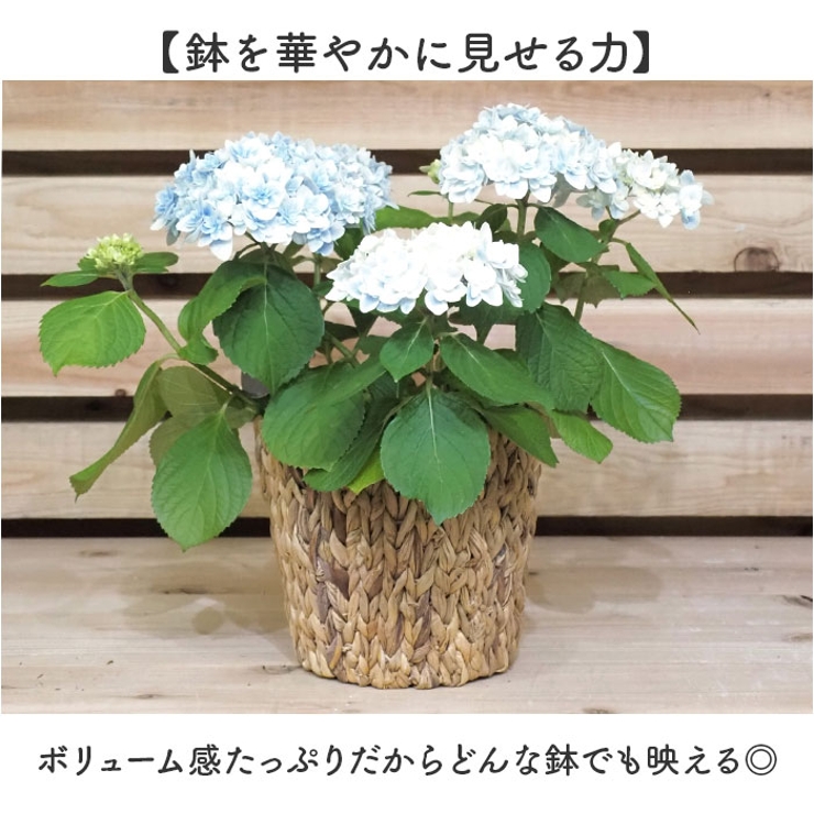 アミアミポット5号 | BACKYARD FAMILY | 詳細画像3 