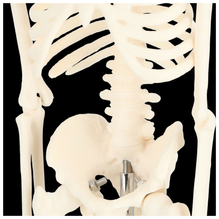 人体骨格模型 humiltg23 | BACKYARD FAMILY | 詳細画像6 