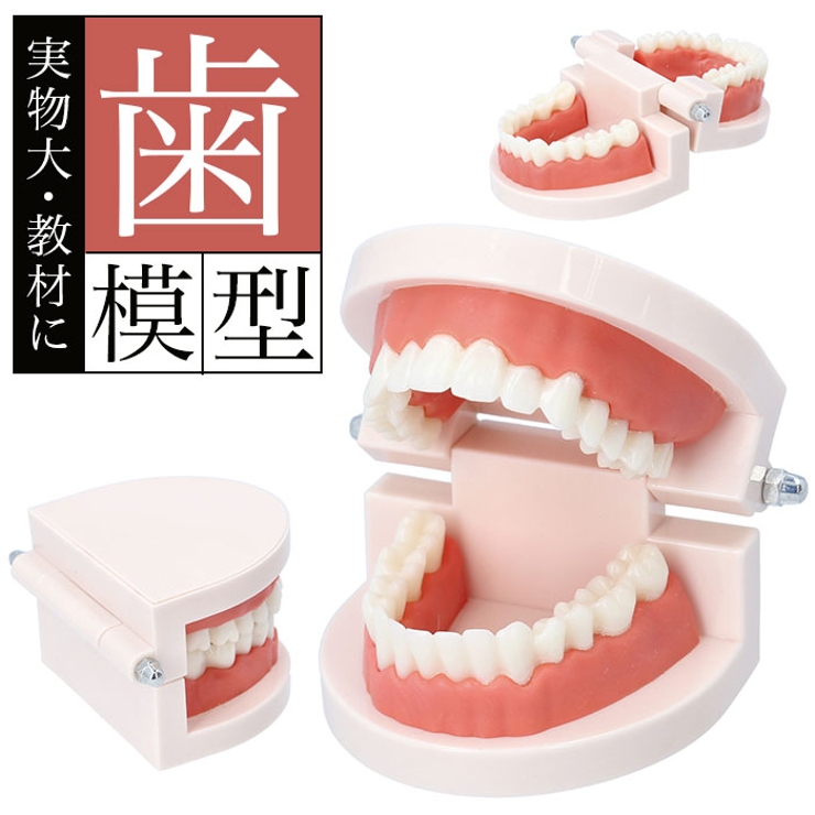 リアルモデルA | 歯科用品・歯科技工材料ならB.S.Aサクライ