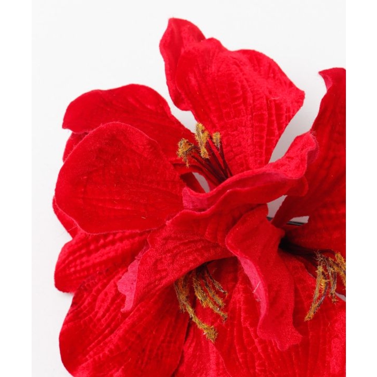 【マウナロア】ベルベットアマリリスＣＬＰ | アミナコレクション  | 詳細画像3 