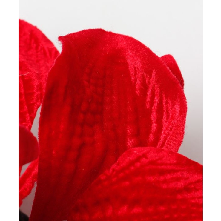 【マウナロア】ベルベットアマリリスＣＬＰ | アミナコレクション  | 詳細画像4 