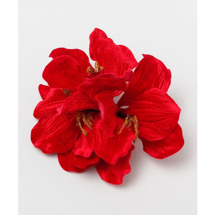 レッド | 【マウナロア】ベルベットアマリリスＣＬＰ | アミナコレクション 