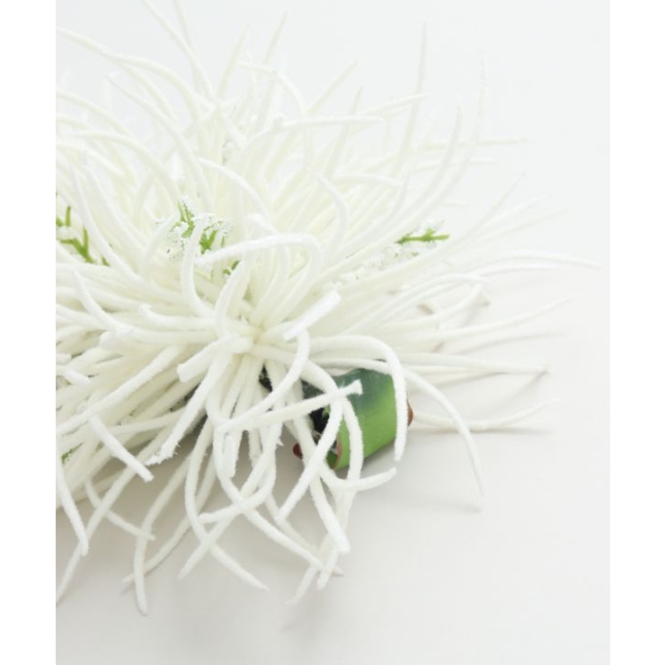 【Maunaloa】ソードリーフクリップ | アミナコレクション  | 詳細画像3 