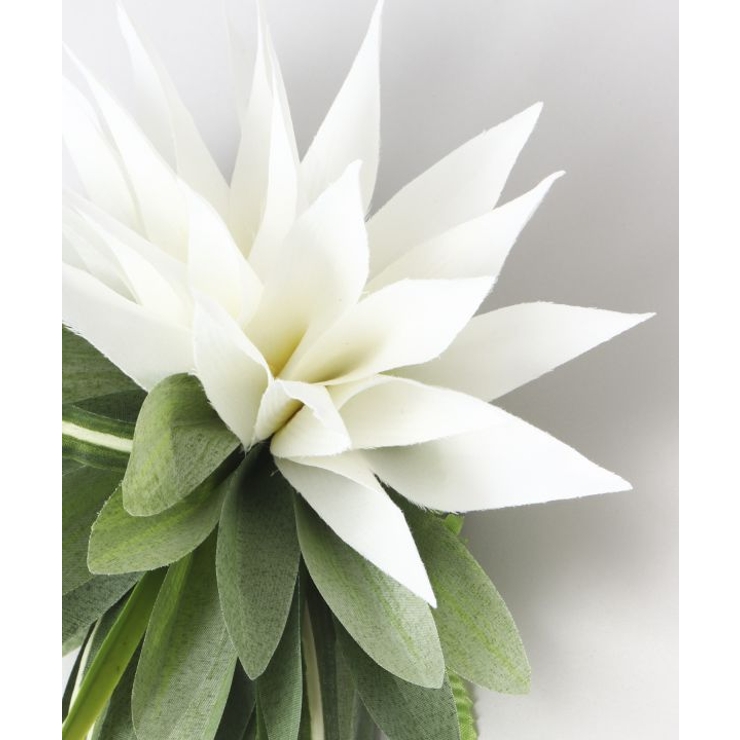 【Maunaloa】リーフヌイクリップ | アミナコレクション  | 詳細画像2 