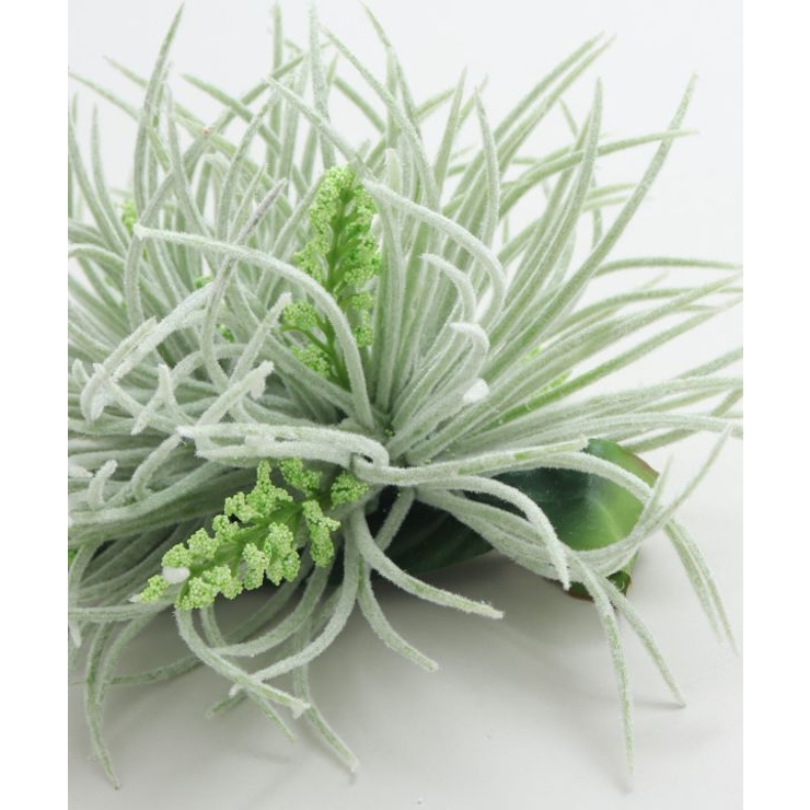 【Maunaloa】ソードリーフクリップ | アミナコレクション  | 詳細画像4 