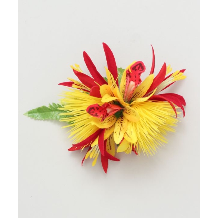 イエロー系その他 | 【Maunaloa】ミニレフアシンビジウムクリップ | アミナコレクション 