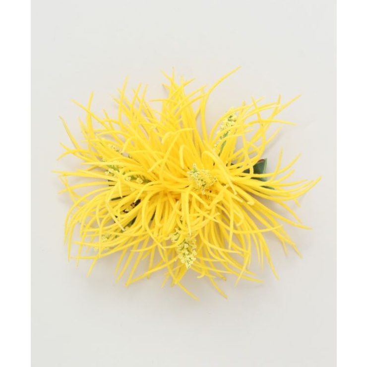 イエロー | 【Maunaloa】ソードリーフクリップ | アミナコレクション 