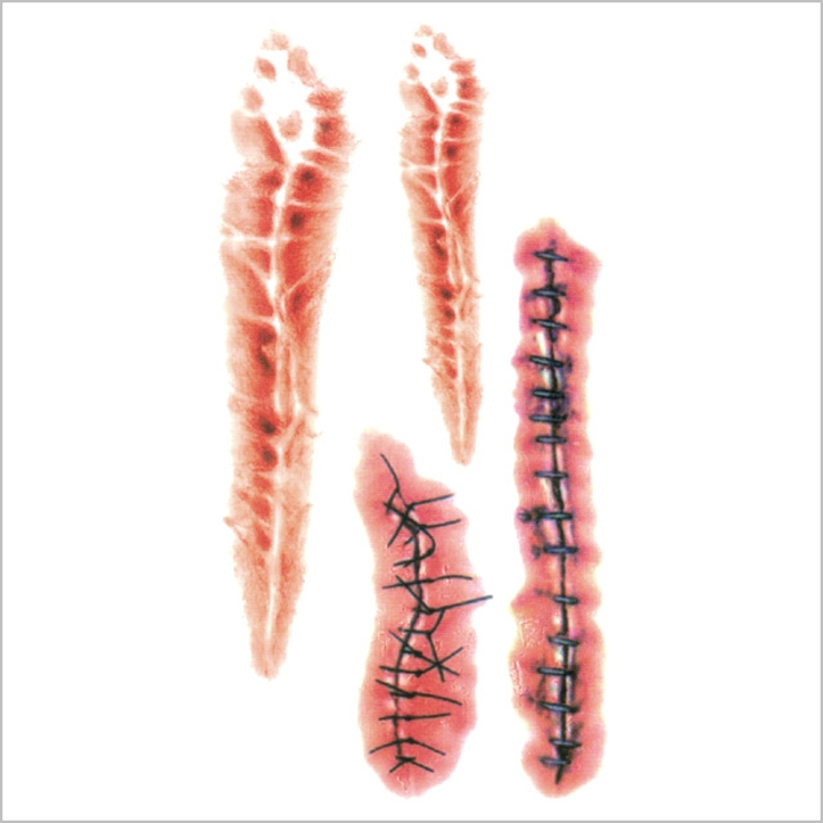 タトゥーシール 4枚セット 傷 | ピアス専門店HOMESLICEPRODUCTIONS | 詳細画像5 