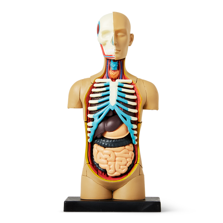人体模型 パズル フライングタイガー 知育玩具 | setkitchens.com