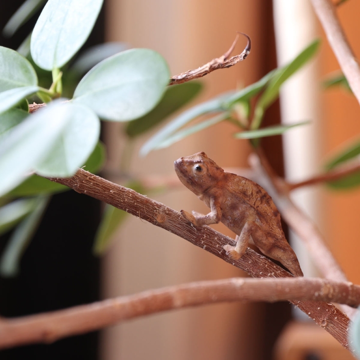 オブジェ REPTILES MAG | livingut | 詳細画像5 
