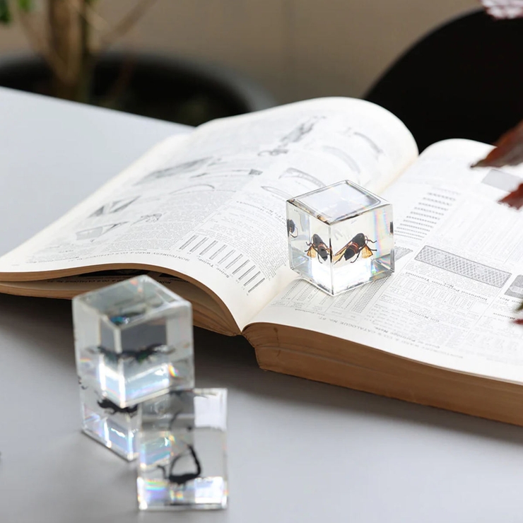 ペーパーウェイト Casimir 昆虫標本 | livingut | 詳細画像8 