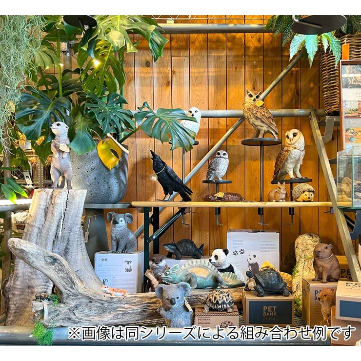 オブジェ インドホシガメ ペットバンク | livingut | 詳細画像12 