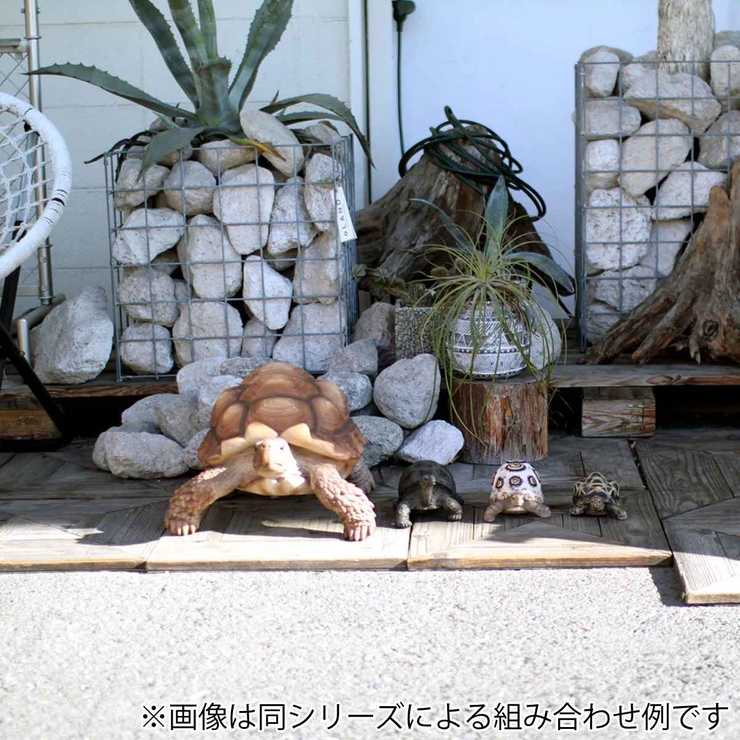 オブジェ インドホシガメ ペットバンク | livingut | 詳細画像9 
