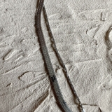 SNAKE 2LANE NECKLACE | feu | 詳細画像4 