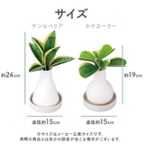 Beauwell ビーウェル SuPot 観葉加湿器 | BACKYARD FAMILY | 詳細画像13