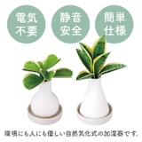 Beauwell ビーウェル SuPot 観葉加湿器 | BACKYARD FAMILY | 詳細画像3