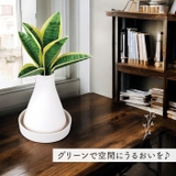 Beauwell ビーウェル SuPot 観葉加湿器 | BACKYARD FAMILY | 詳細画像6