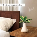 Beauwell ビーウェル SuPot 観葉加湿器 | BACKYARD FAMILY | 詳細画像9
