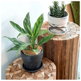 アーバンプランツポット マーブル ソリッド4号サイズ | BACKYARD FAMILY | 詳細画像6