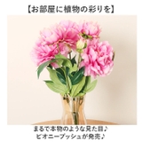 ピオニーブッシュ | BACKYARD FAMILY | 詳細画像2 