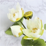 ロータスブッシュ | BACKYARD FAMILY | 詳細画像15