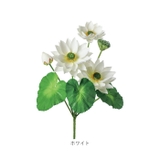 ロータスブッシュ | BACKYARD FAMILY | 詳細画像12