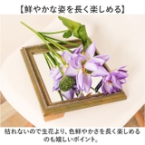 ロータスブッシュ | BACKYARD FAMILY | 詳細画像4