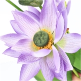 ロータスブッシュ | BACKYARD FAMILY | 詳細画像8