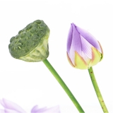 ロータスブッシュ | BACKYARD FAMILY | 詳細画像9